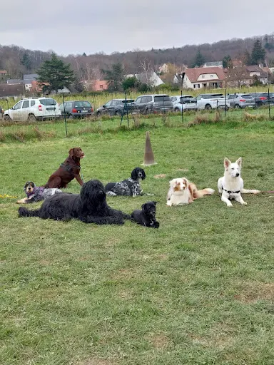 Club Canin Marcoussis Agility