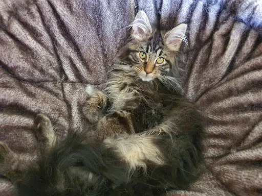 Elevage d'Hanako Maine Coon