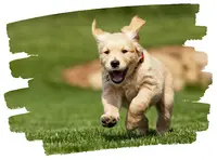 La Patte Eduquée - Educateur Comportementaliste Canin