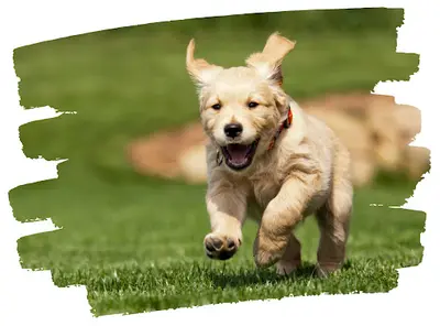 La Patte Eduquée - Educateur Comportementaliste Canin