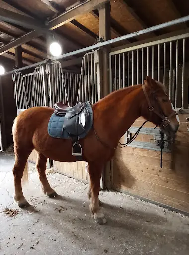 Poney Club