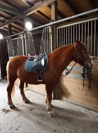 Poney Club