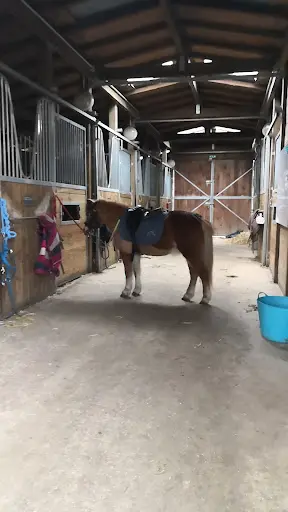 Renaud Vermes Equitation