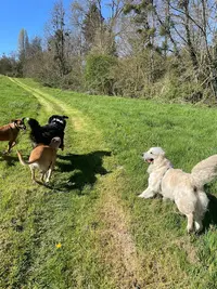 Anim Auberge 41 - Pension Familiale Chien