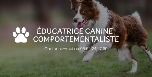 Com 2 Chiens