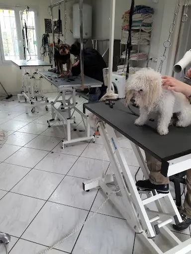 Chic Canin Marie Pierre
