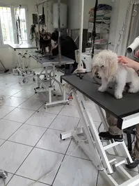Chic Canin Marie Pierre