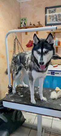 Canichien Toilettage
