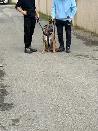 Motiv’dog – Éducateur Canin À Marignane & Ses Alentours