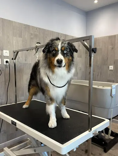 Styl Dog - Salon de Toilettage Chien et Chat