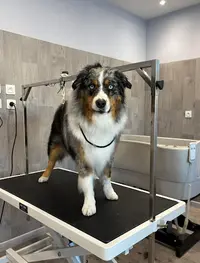 Styl Dog - Salon de Toilettage Chien et Chat
