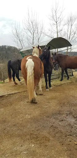 Paddock Paradise Lorette