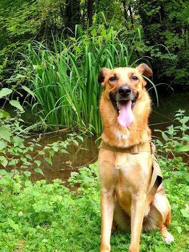 Animal Protection Society