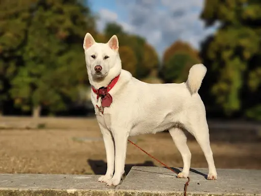 Jonathan Hubert Éducation Canine