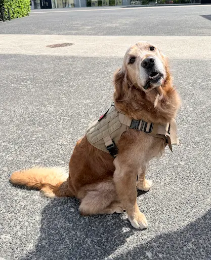 La Patience Canine