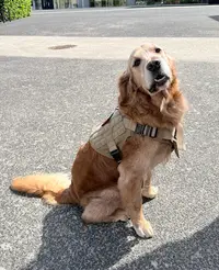 La Patience Canine