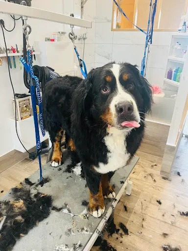 Toilettage - Esthetic Doggies