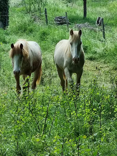 Audacia Stables Elevage Gypsy Cob/tinker