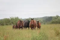 Elevage Kokka