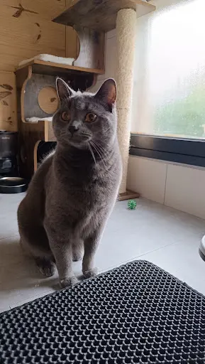 Pension le Chat l'Heureux
