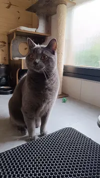 Pension le Chat l'Heureux