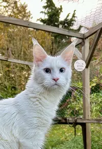 Chatterie des Aires de Marnes