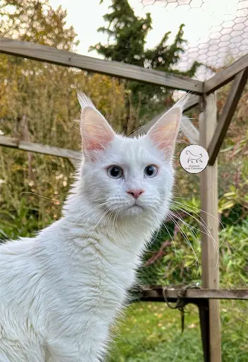 Chatterie des Aires de Marnes