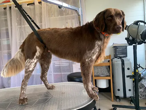 Grooming Art By Romy
