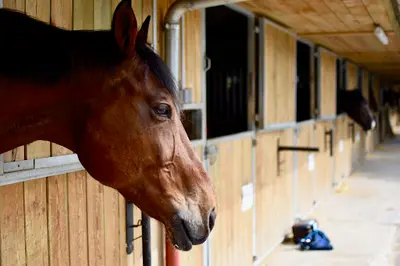 Ucpa Sport Loisirs Centre Equestre de Saint Maur