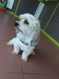 Pil Poil Toilettage Canin et Félin
