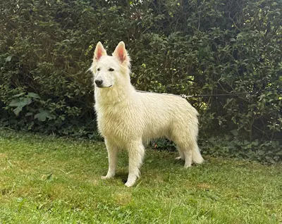 The Legend Of Maati - Elevage de Berger Blanc Suisse