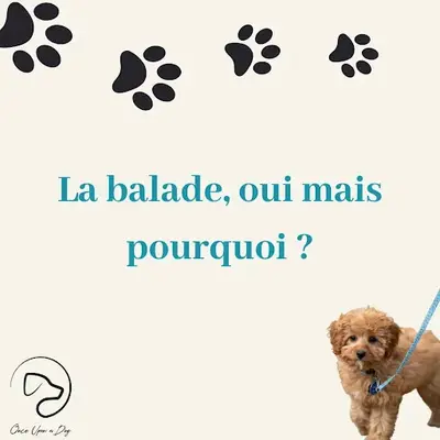 Once Upon A Dog - Créatrice d'Accessoires Pour Animaux et Éducatrice Comportementaliste Canin