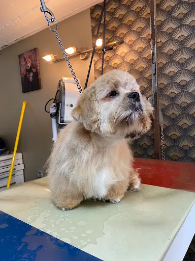 Salon de Toilletage Canin Cleb Art