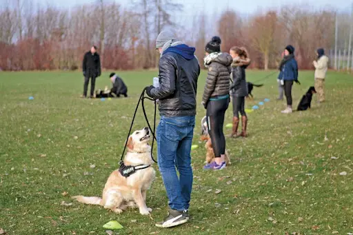 Main de Maître - Audrey Dulieux - Éducateur Canin & Comportementaliste - Naturopathe Animalier