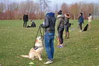 Main de Maître - Audrey Dulieux - Éducateur Canin & Comportementaliste - Naturopathe Animalier