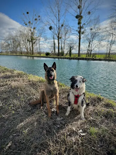 Pensée Canine, Éducateur Canin en Côte d'Or