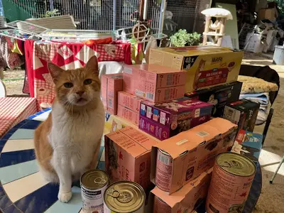 École du Chat Phocéenne