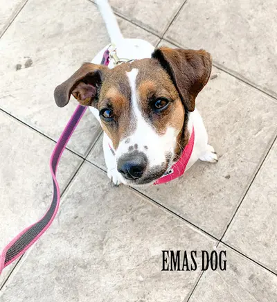 Emas Dog