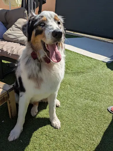 Naturally-dog