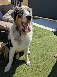 Naturally-dog