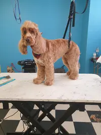 Pawfection