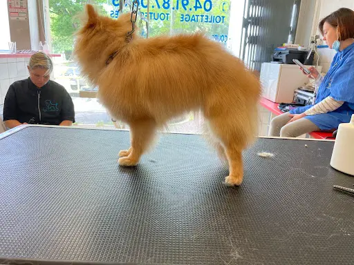 Pile Poils