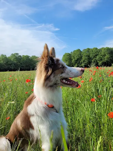 Sentiers Canins - Educatrice Comportementaliste Canin et Félin - Education Canine Bienveillante