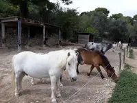 Les Écuries de Palama