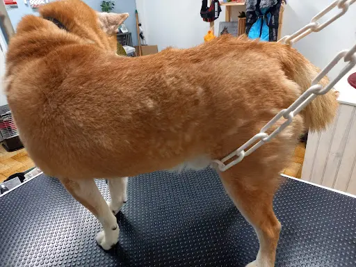 Nina Dog