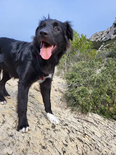 Les Canines - Educatrice Comportementaliste Canin et Service de Balade À Marseille