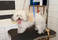 Idéfix Toilettage