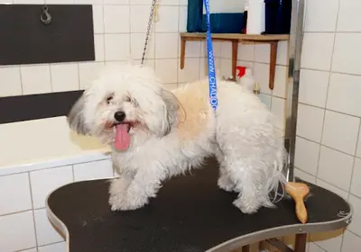 Idéfix Toilettage