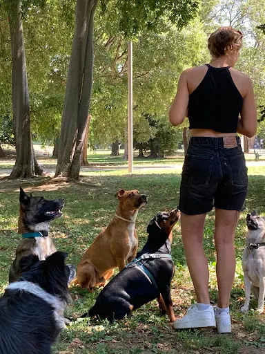 Trois P Tits Chiens - Éducatrice Canin