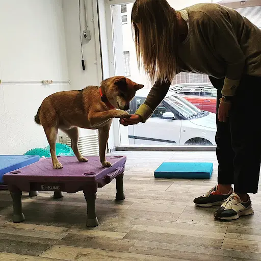 Canid Élire - Boutique & Educateur Comportementaliste Canin Marseille